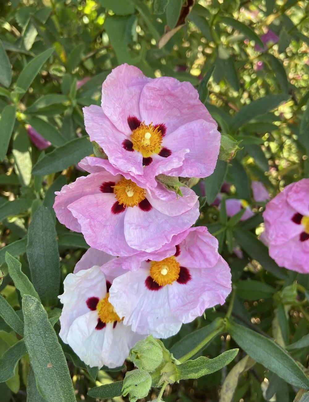 Photo of Purple-Flowered Rockrose (Cistus x purpureus) uploaded by Calif_Sue