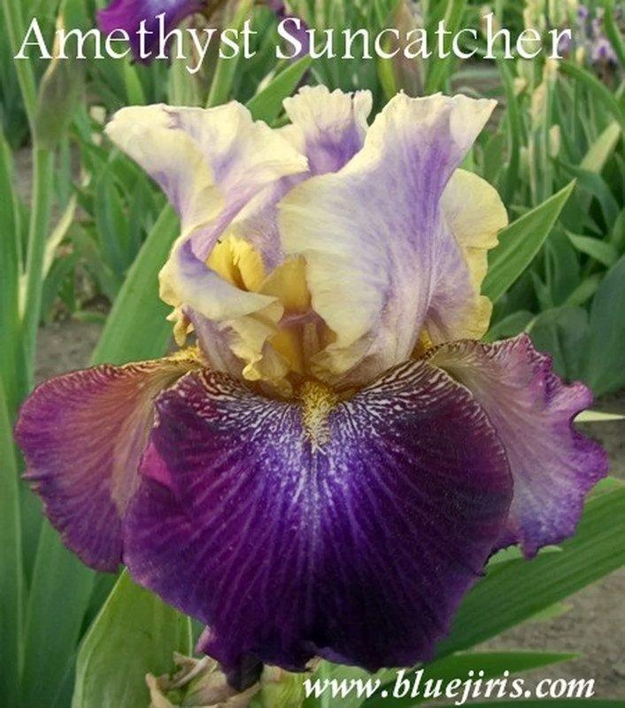 Photo of Tall Bearded Iris (Iris 'Amethyst Suncatcher') uploaded by DaylilySLP