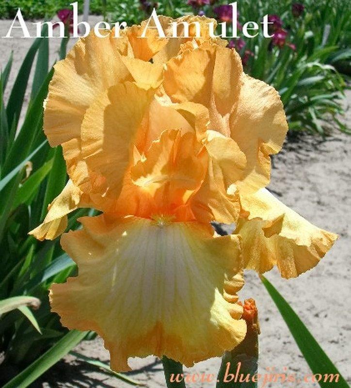 Photo of Tall Bearded Iris (Iris 'Amber Amulet') uploaded by DaylilySLP