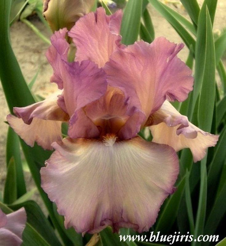 Photo of Tall Bearded Iris (Iris 'Ain't Misbehavin'') uploaded by DaylilySLP