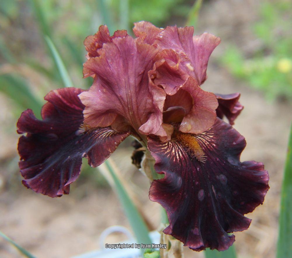 Photo of Tall Bearded Iris (Iris 'Smoky Shadows') uploaded by Ivan_N_Tx