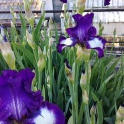 Location: Botanical Garden, Faculty of Science, Zagreb, Croatia
Date: May 12, 2020
Iris BE 'Going My Way'