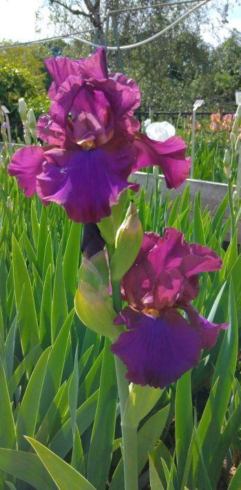 Photo of Tall Bearded Iris (Iris 'Pagan') uploaded by Sanja