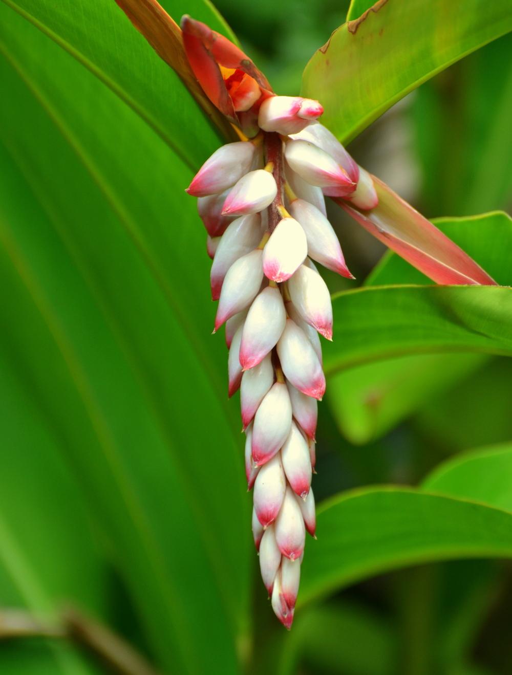 Photo of Shell Ginger (Alpinia zerumbet) uploaded by sunkissed