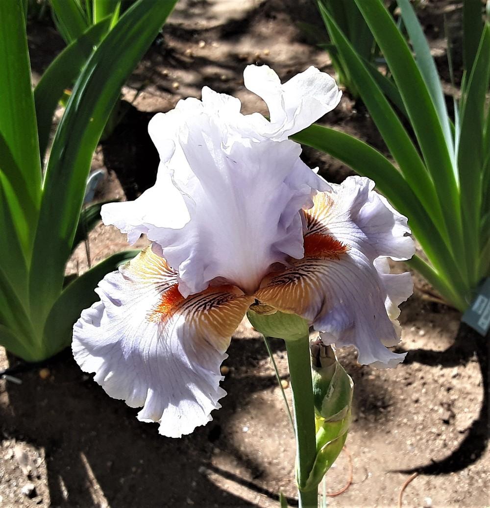 Photo of Tall Bearded Iris (Iris 'Scented Wonder') uploaded by Bitoftrouble
