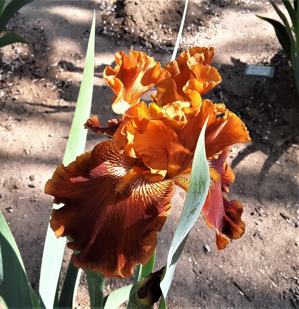 Photo of Tall Bearded Iris (Iris 'Rustler') uploaded by Bitoftrouble