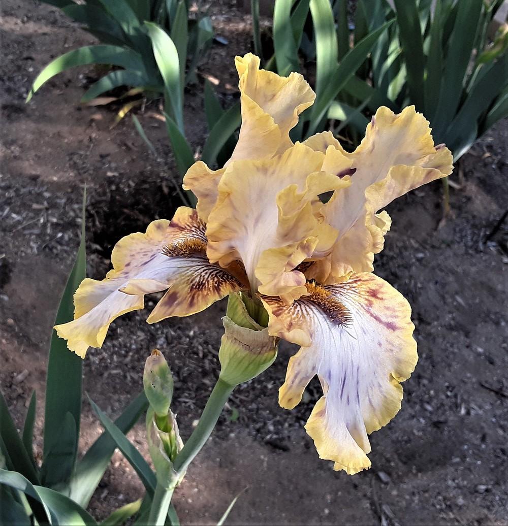 Photo of Tall Bearded Iris (Iris 'Toucan Tango') uploaded by Bitoftrouble