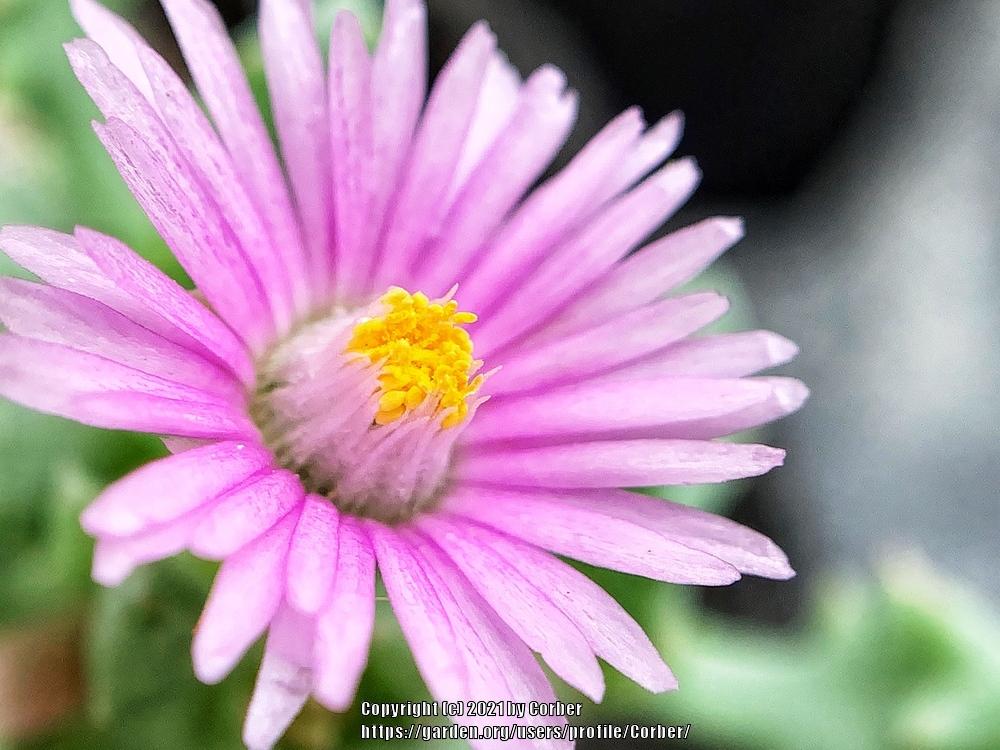 Photo of Pink Ice Plant (Oscularia deltoides) uploaded by Corber