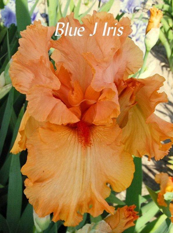 Photo of Tall Bearded Iris (Iris 'Autumn Riesling') uploaded by DaylilySLP