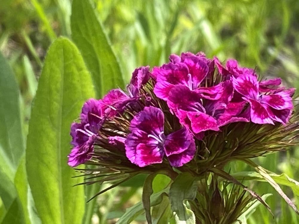 Photo of Sweet William (Dianthus barbatus) uploaded by FormerGWzoneLyndaWS