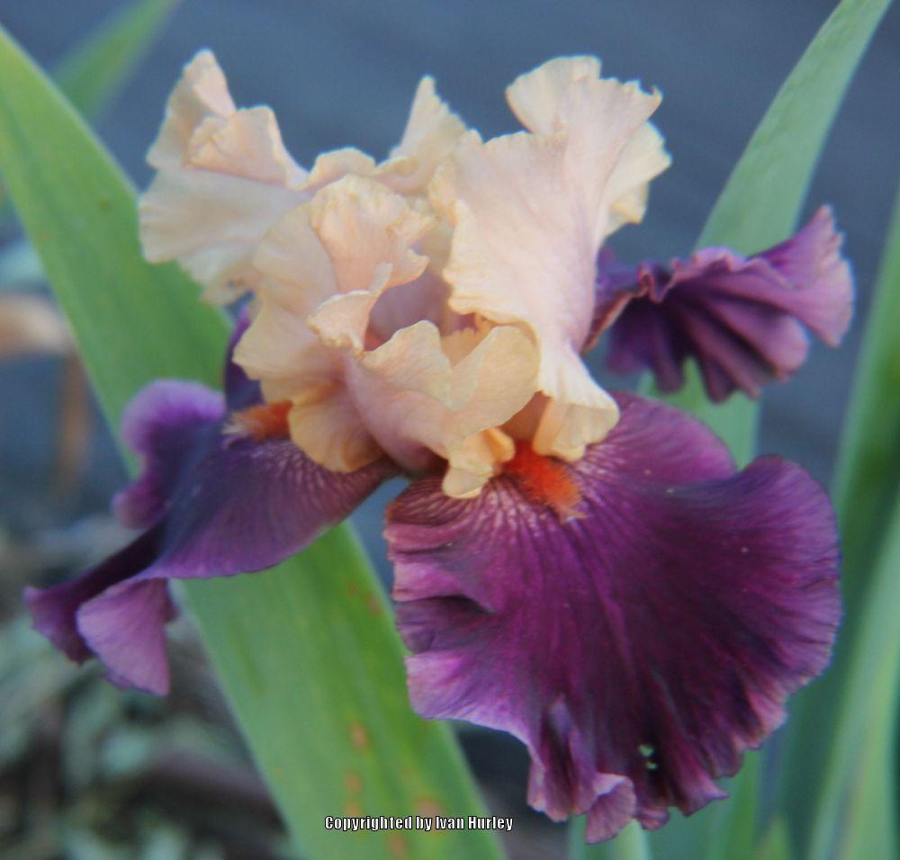 Photo of Tall Bearded Iris (Iris 'Naples') uploaded by Ivan_N_Tx