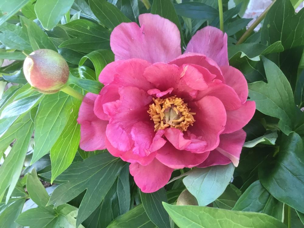 Photo of Intersectional Peony (Paeonia Keiko™) uploaded by KYgal
