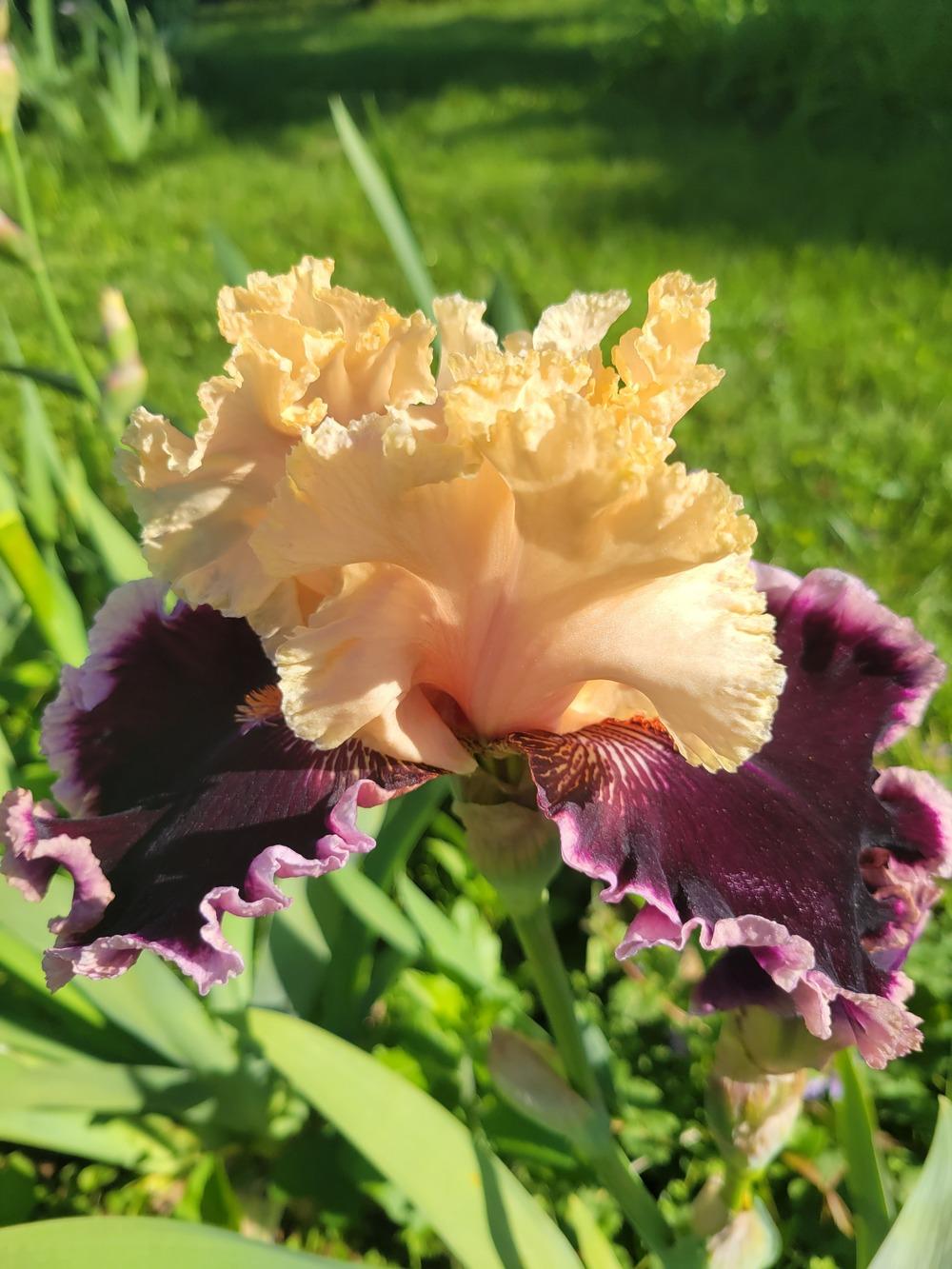 Photo of Tall Bearded Iris (Iris 'Dazzle') uploaded by KyDeltaD