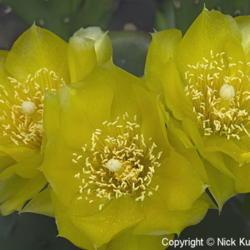 Location: US National Arboretum, Washington D.C.
Date: 2015-05-31
Devil's tongue (Opuntia humifusa). Called Eastern Prickly Pear or