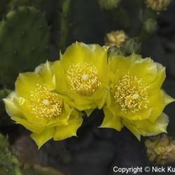 Location: US National Arboretum, Washington D.C.
Date: 2015-05-31
Devil's tongue (Opuntia humifusa). Called Eastern Prickly Pear or