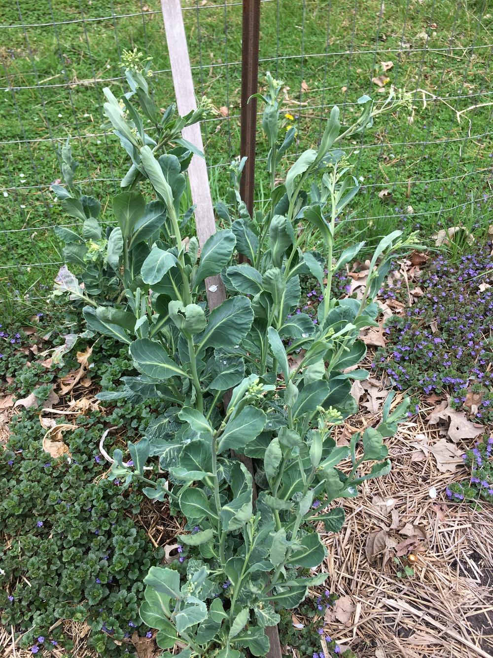 Photo of Brussels Sprouts (Brassica oleracea var. gemmifera 'Long Island Improved') uploaded by antsinmypants