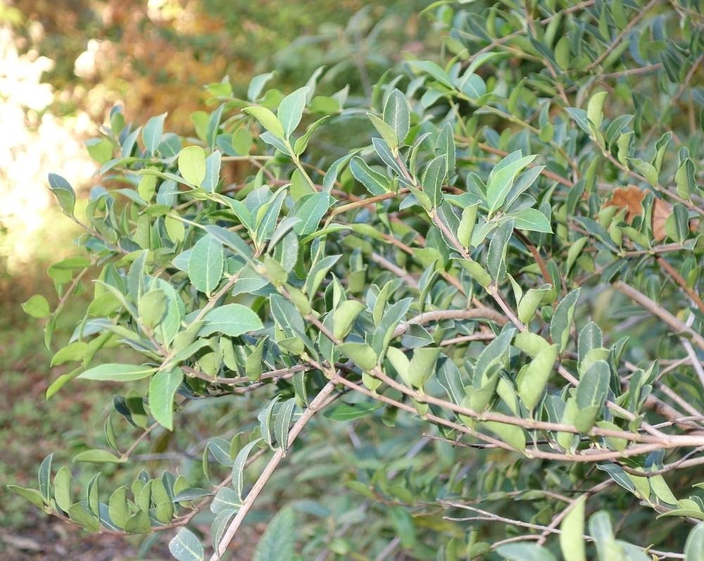 Photo of Delavay Tea Olive (Osmanthus delavayi) uploaded by scvirginia