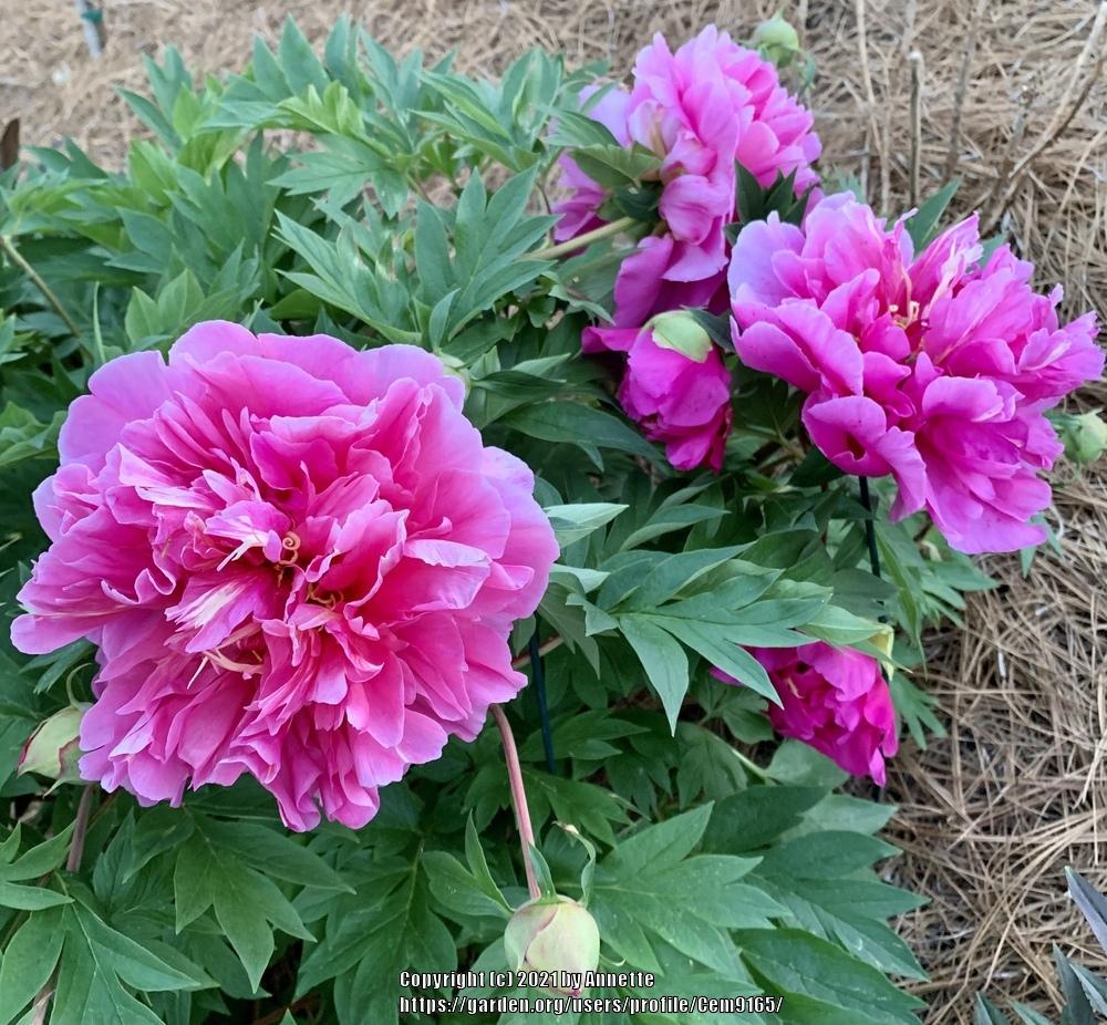 Photo of Intersectional Hybrid Peony (Paeonia 'Belle Toulousaine') uploaded by Cem9165