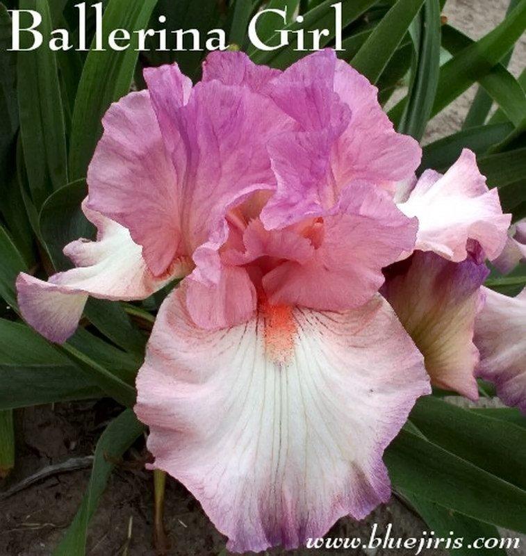 Photo of Tall Bearded Iris (Iris 'Ballerina Girl') uploaded by DaylilySLP