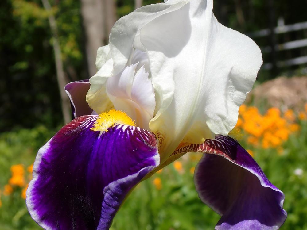 Photo of Tall Bearded Iris (Iris 'Wabash') uploaded by FormerGWzoneLyndaWS