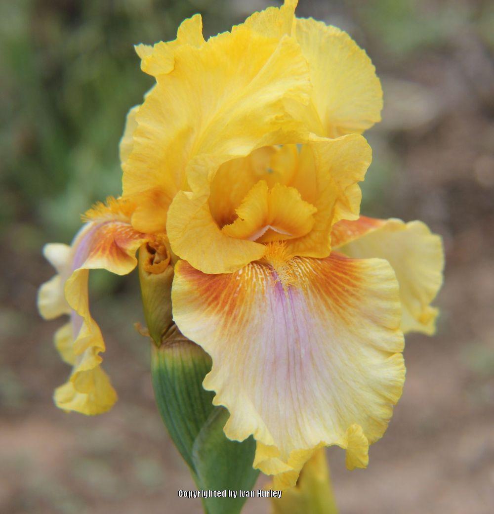 Photo of Tall Bearded Iris (Iris 'Strange Brew') uploaded by Ivan_N_Tx