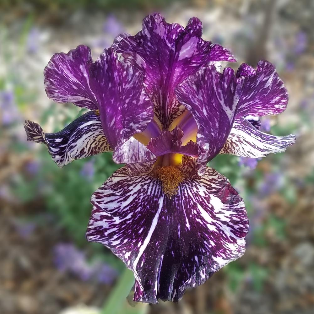 Photo of Tall Bearded Iris (Iris 'Peggy Anne') uploaded by OrganicJen
