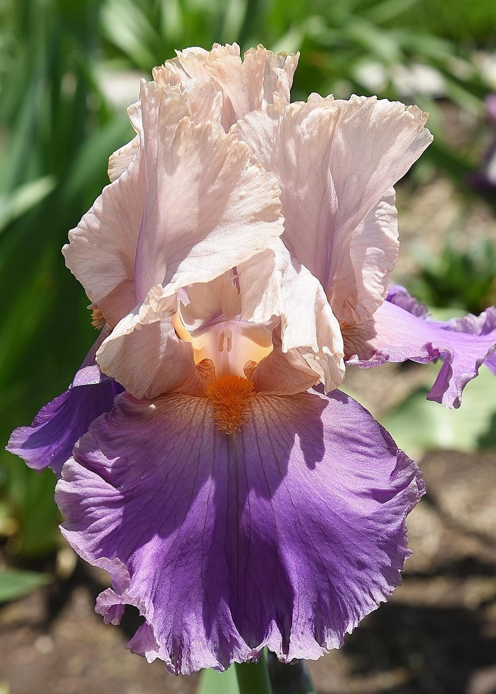 Photo of Tall Bearded Iris (Iris 'Florentine Silk') uploaded by Polka45