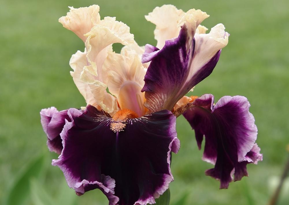 Photo of Tall Bearded Iris (Iris 'Dazzle') uploaded by Polka45