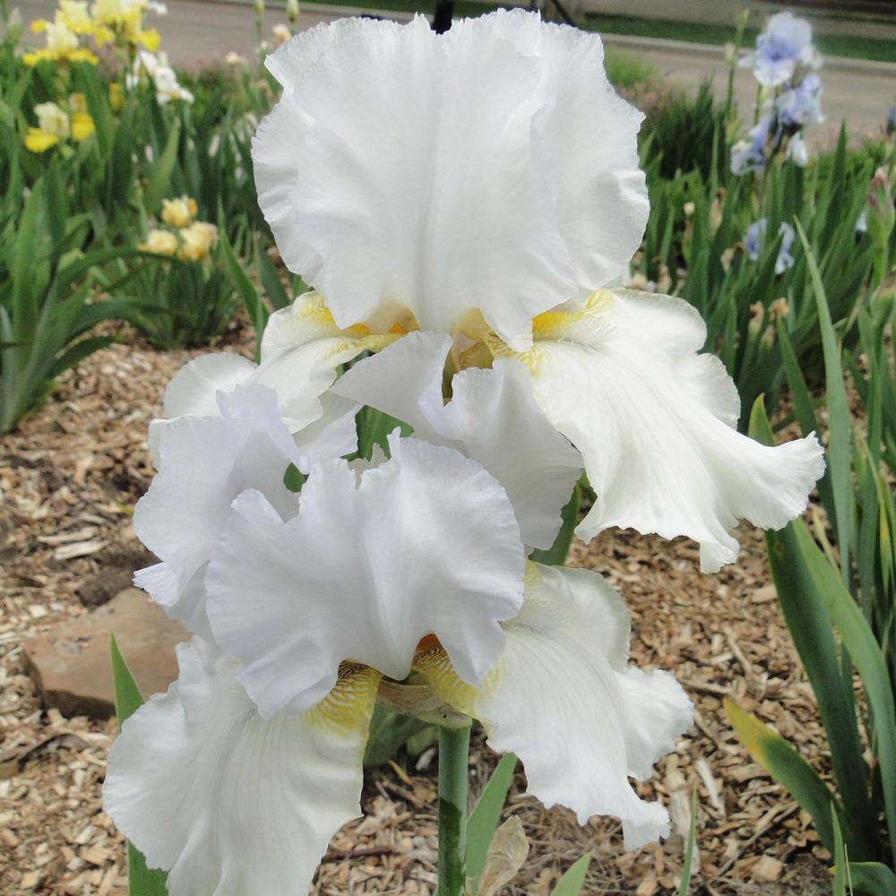 Photo of Tall Bearded Iris (Iris 'Zurich') uploaded by lauriemorningglory