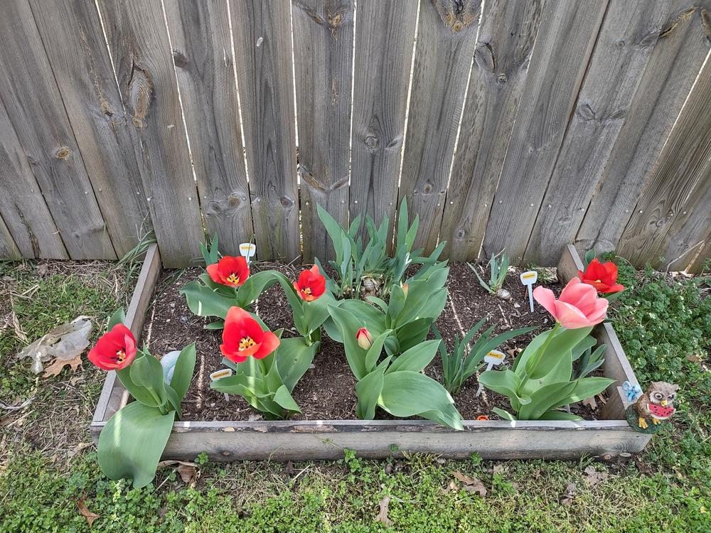 Photo of Darwin Hybrid Tulip (Tulipa 'Orange van Eijk') uploaded by lvitanova
