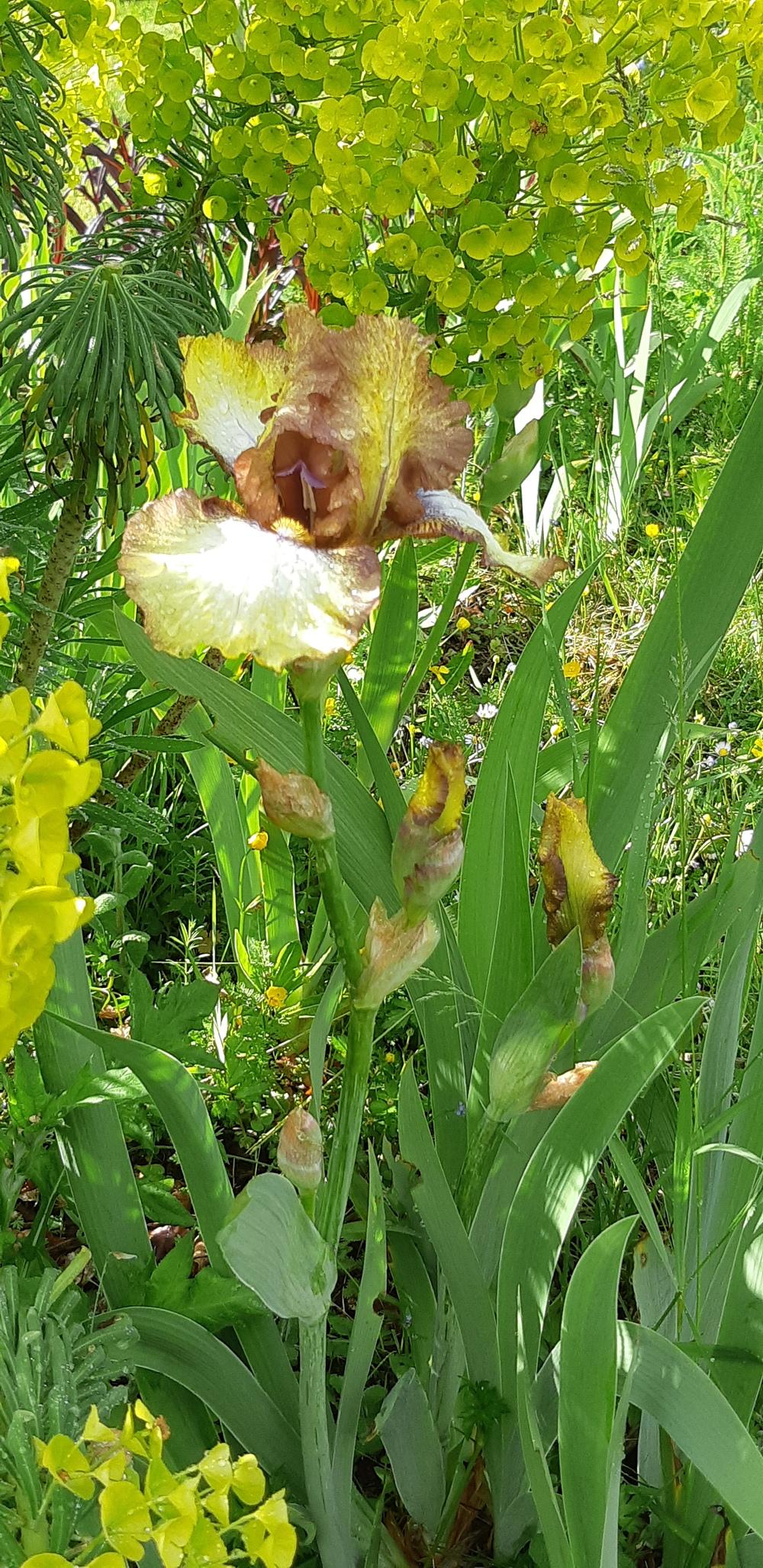 Photo of Tall Bearded Iris (Iris 'Patina') uploaded by mbotanas