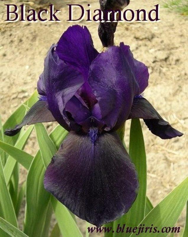 Photo of Tall Bearded Iris (Iris 'Black Diamond') uploaded by DaylilySLP