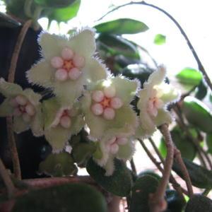 Almost full-size flowers on this tiny hoya serpens in 4" pot. Ver