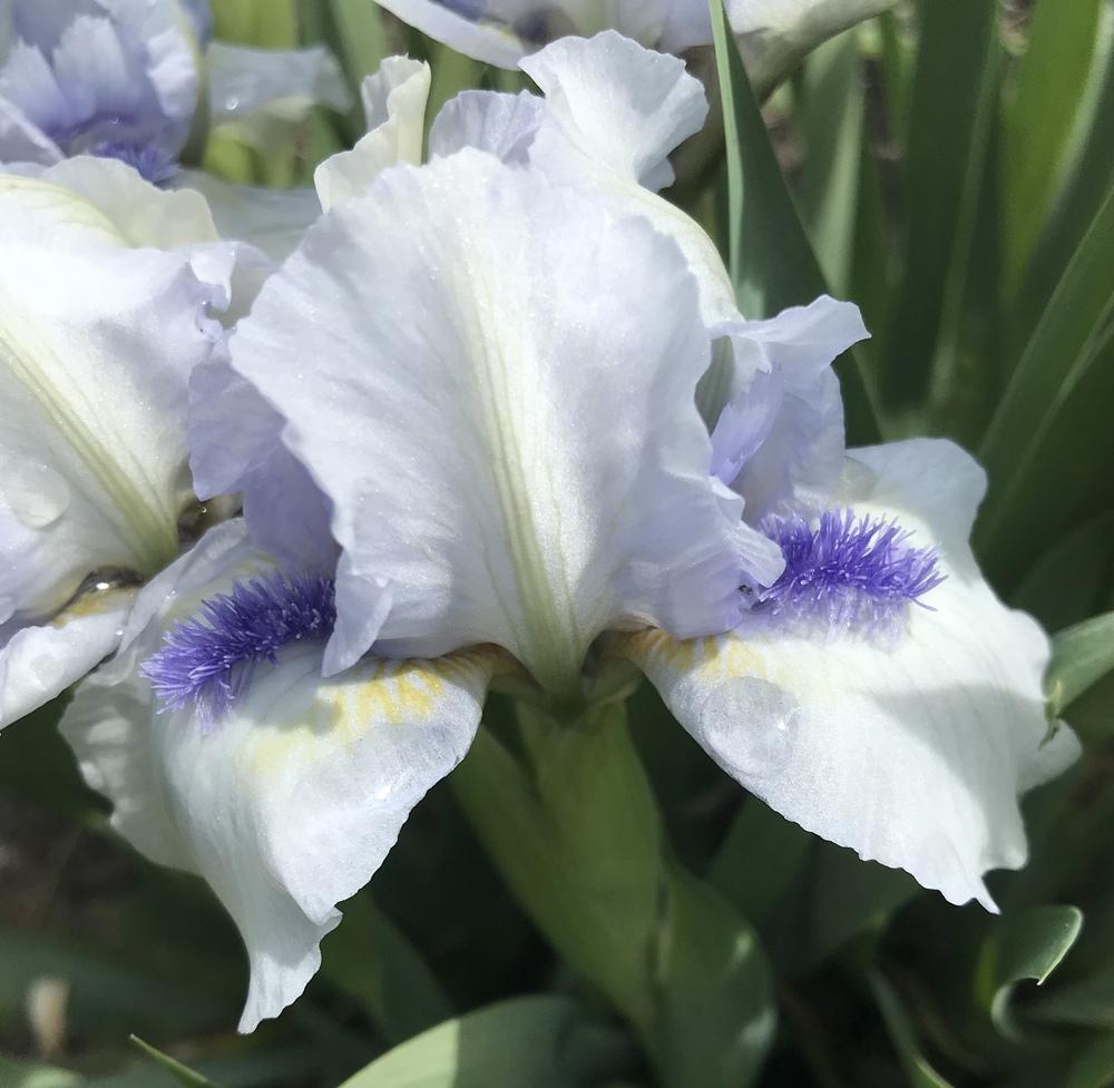Photo of Standard Dwarf Bearded Iris (Iris 'Forever Blue') uploaded by Lbsmitty