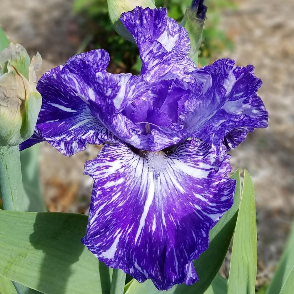 Photo of Tall Bearded Iris (Iris 'Shakin All Over') uploaded by OrganicJen