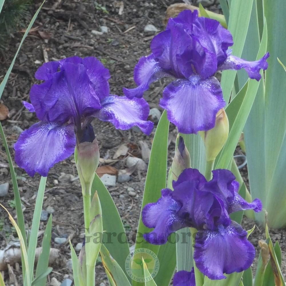 Photo of Intermediate Bearded Iris (Iris 'This and That') uploaded by Patty