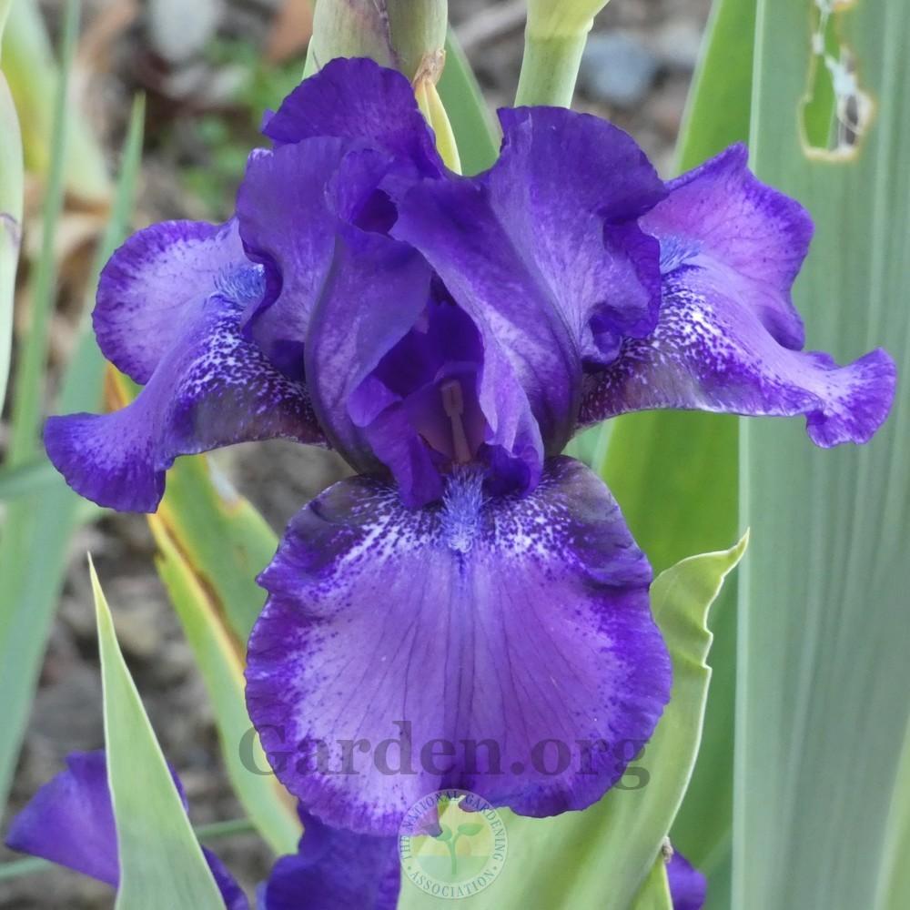 Photo of Intermediate Bearded Iris (Iris 'This and That') uploaded by Patty