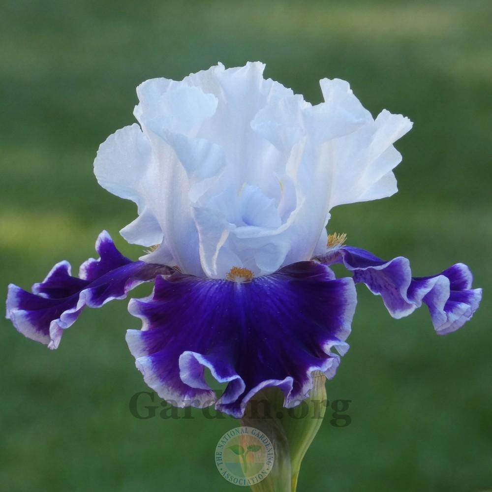 Photo of Tall Bearded Iris (Iris 'Merry Amigo') uploaded by Patty