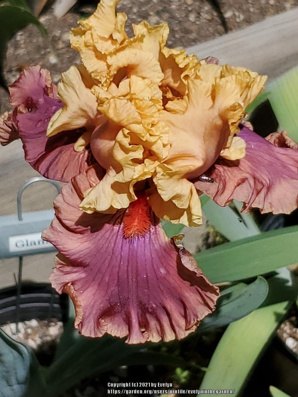 Photo of Tall Bearded Iris (Iris 'Glamazon') uploaded by evelyninthegarden