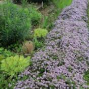 My river of thyme