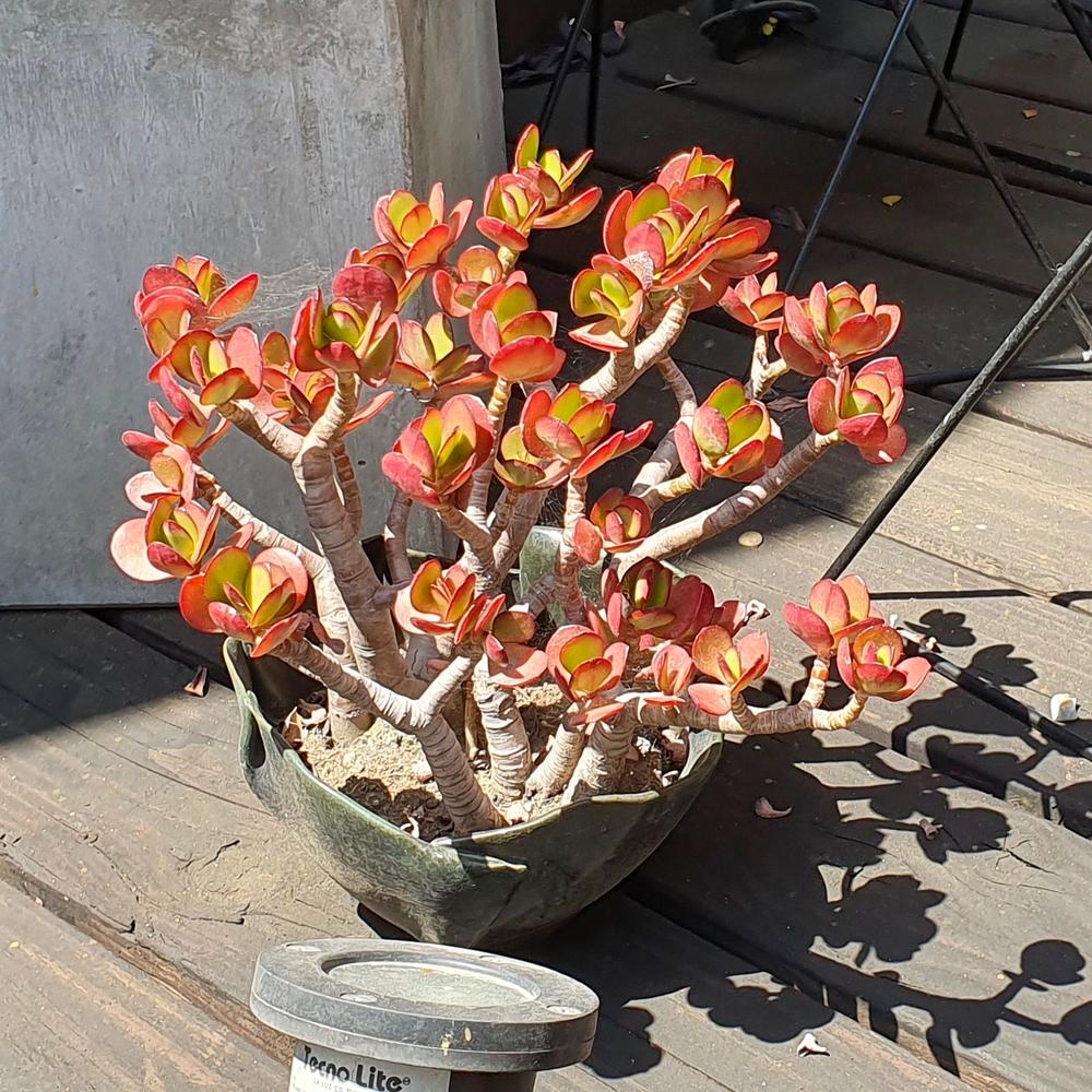 Photo of Jade Plant (Crassula ovata) uploaded by Baja_Costero
