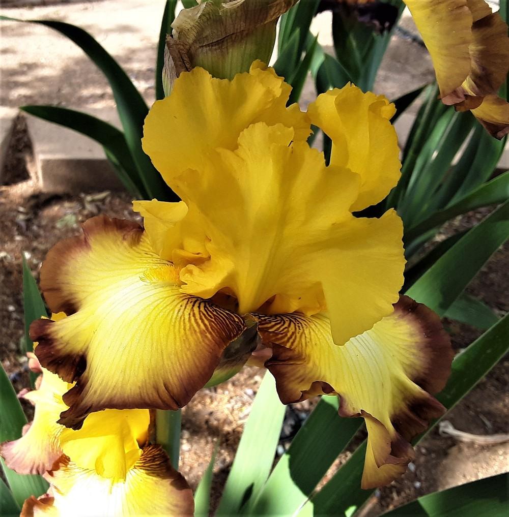 Photo of Tall Bearded Iris (Iris 'Clothed in Glory') uploaded by Bitoftrouble