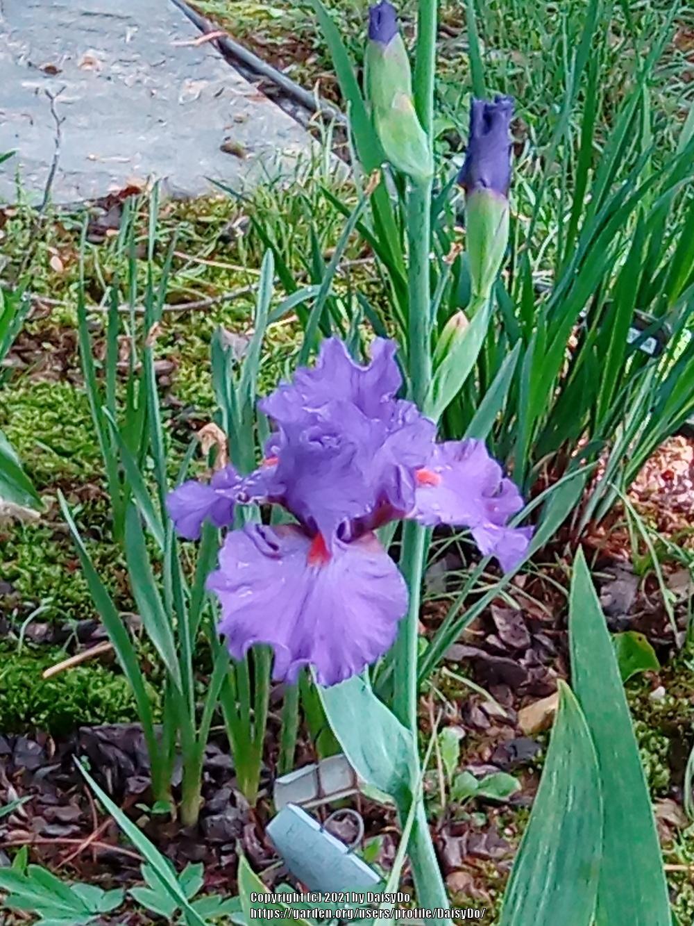 Photo of Tall Bearded Iris (Iris 'Pacific Fire') uploaded by DaisyDo