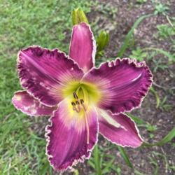 Location: Robertsdale, AL
Date: 5/14/21
1st bloom of the season morning pic