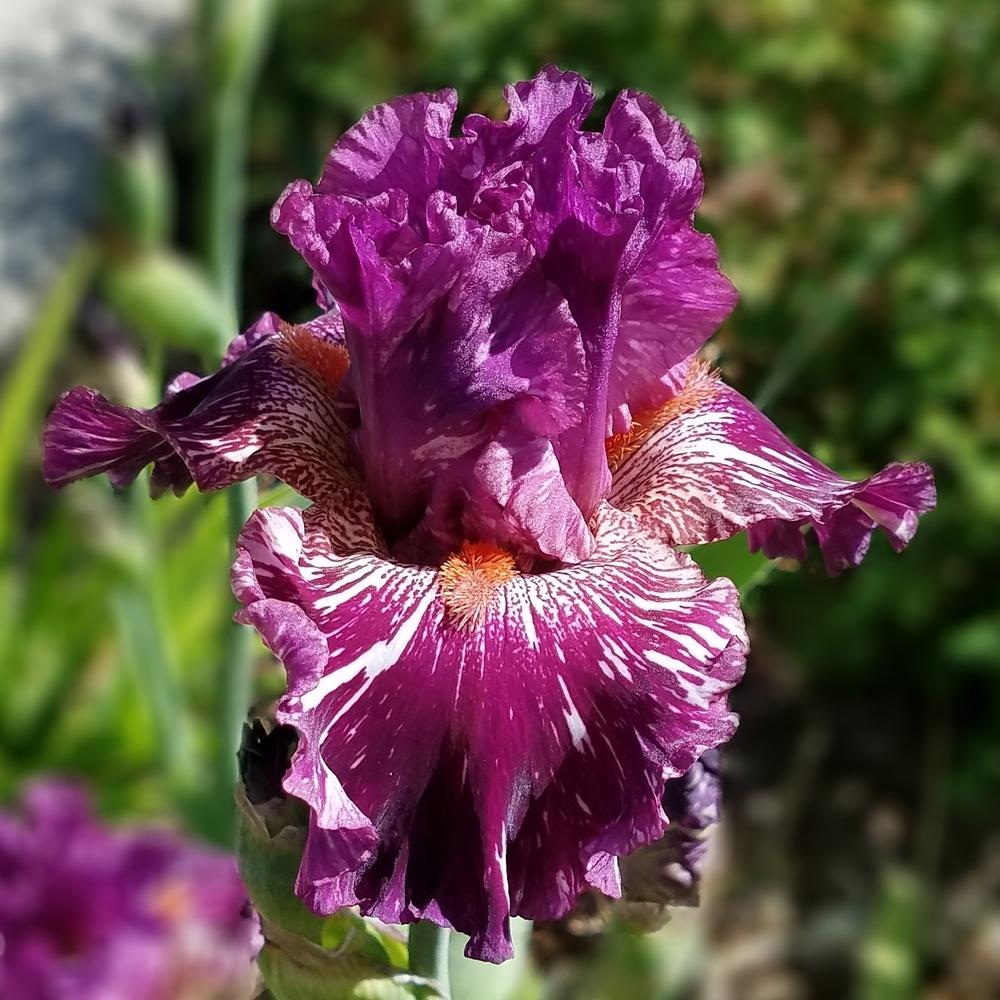 Photo of Tall Bearded Iris (Iris 'Peekaboo Zebu') uploaded by OrganicJen