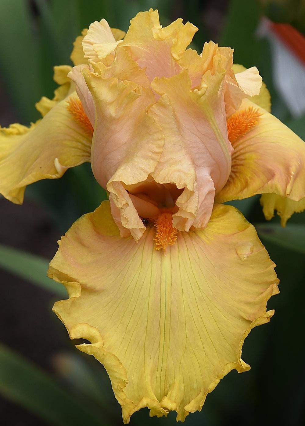 Photo of Tall Bearded Iris (Iris 'Abbondanza') uploaded by Polka45