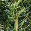 Labeled Taxus x media 'Beanpole' - inconspicuous green buds.  I d