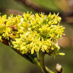 Location: Hidden Lake Gardens, Michigan
Date: 2015-05-14
Sassafras albidum blooms - Golden anthers accent lemon yellow flo