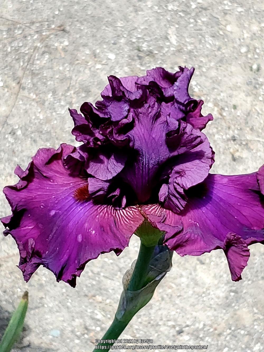 Photo of Tall Bearded Iris (Iris 'Master at Arms') uploaded by evelyninthegarden