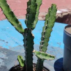 Location: Guadalajara, Jalisco Mexico
Date: 2021-05-16
Which Euphorbia is this?